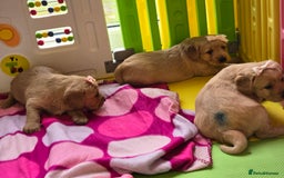 Labradoodle dogs for sale: F1 MINI LABRADOOLES - Image 16