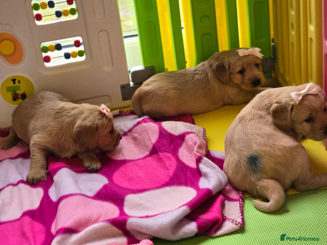 Labradoodle dogs for sale: F1 MINI LABRADOOLES - Image 16