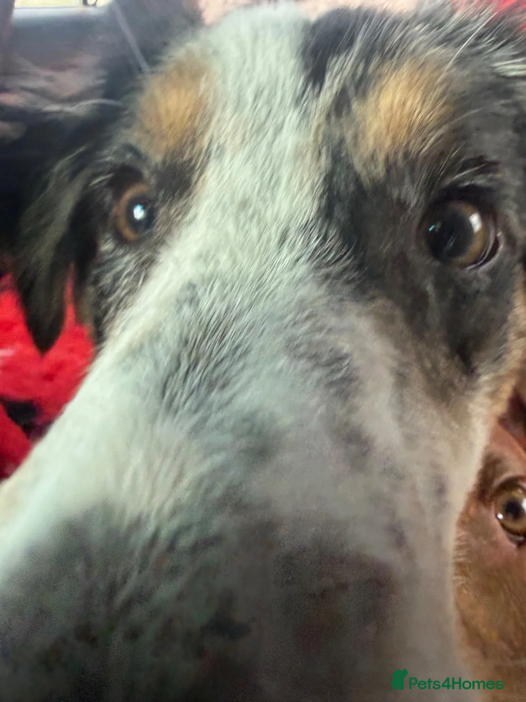 Australian Shepherd dogs for sale: Male Austrian shepherd  in Leeds - Advert 3