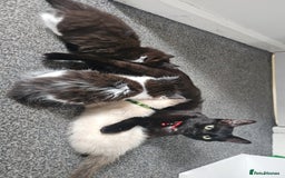 Mixed Breed cats for sale: Kittens mix breed.  - Image 11