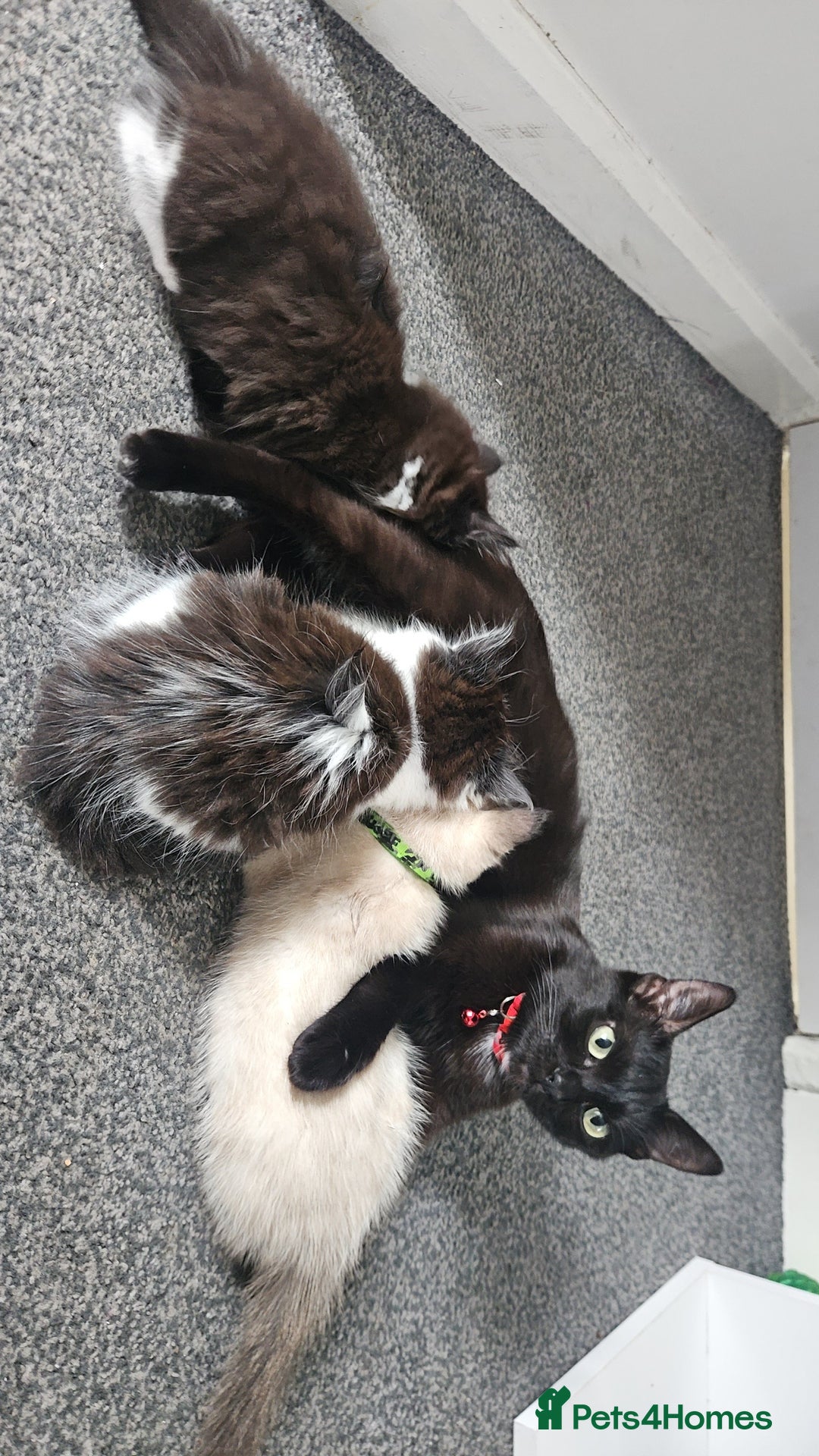 Mixed Breed cats for sale: Kittens mix breed.  - Image 11