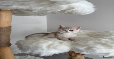 British Shorthair cats - Advert 7