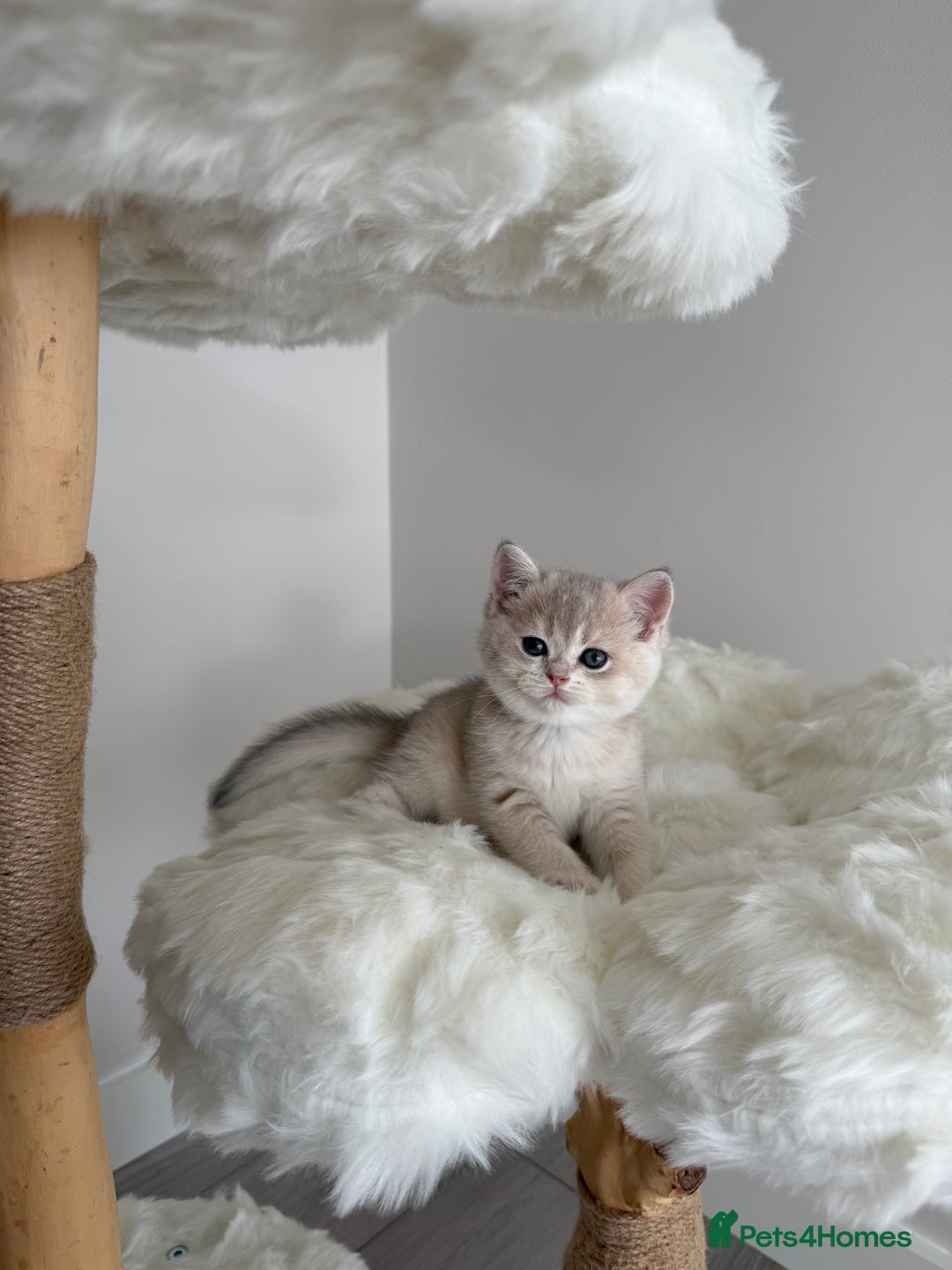 British Shorthair cats for sale: Golden Blue British Shorthair kittens  - Image 3