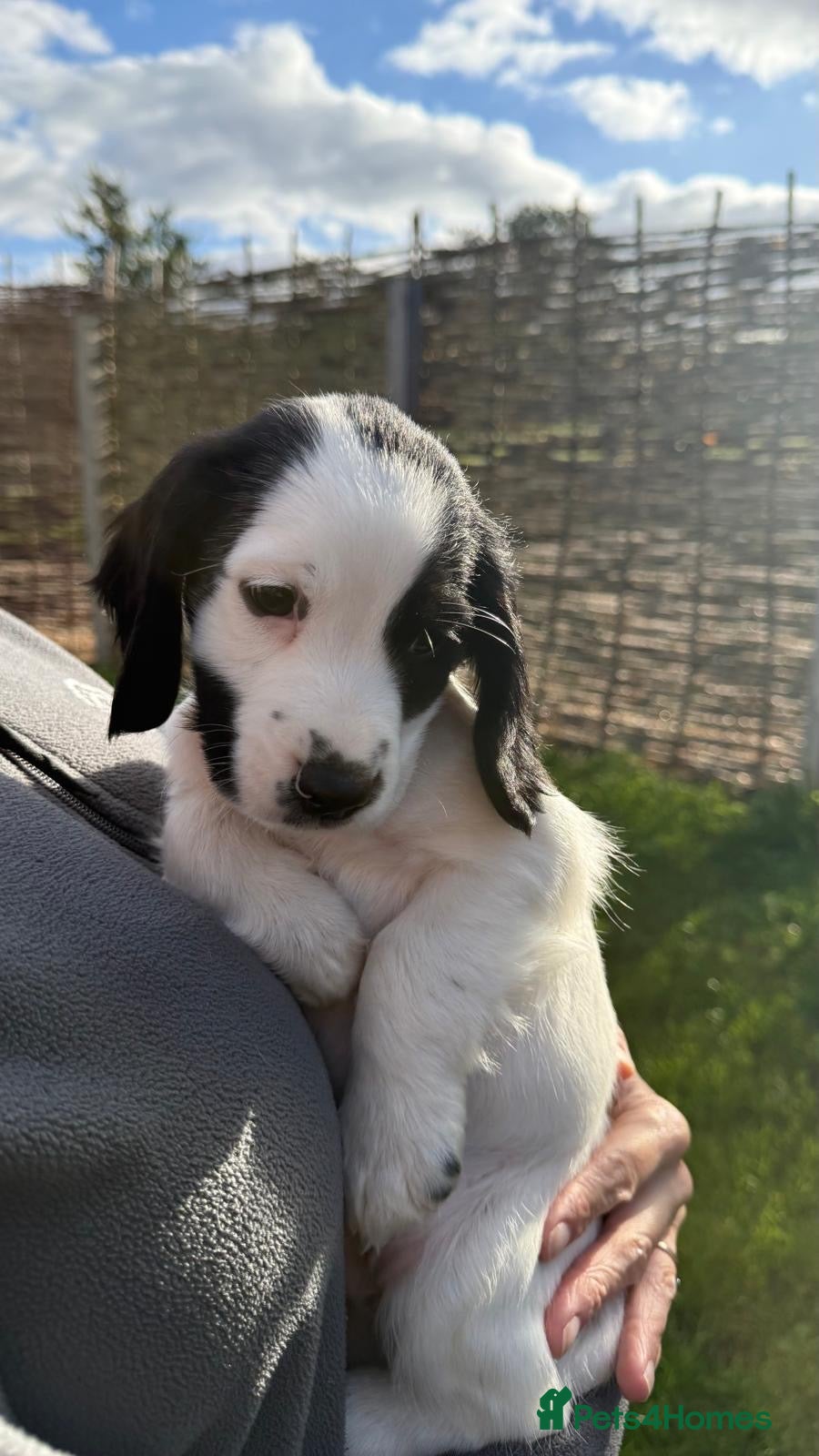 Cocker Spaniel dogs REDUCED Game Keeper Bred KC Working Cocker Puppy - Advert 18