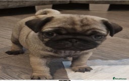 Pug dogs for sale: Perfect pug pups - Image 17