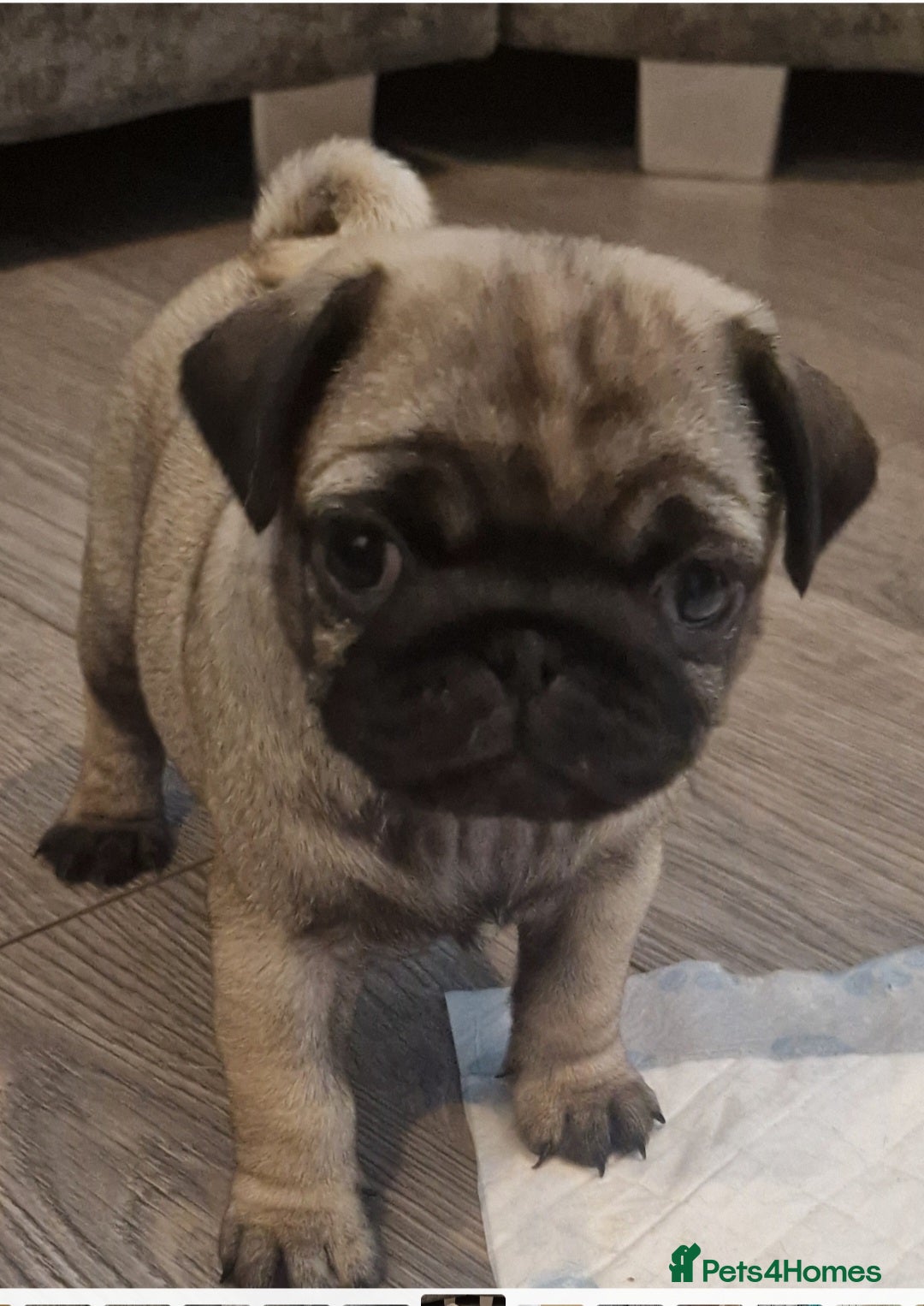 Pug dogs for sale: Perfect pug pups - Image 17