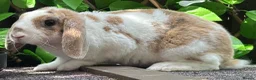 Mini Lop rabbits for sale: Mini Plush Lop - Hypoallergenic Fur. - Advert 6