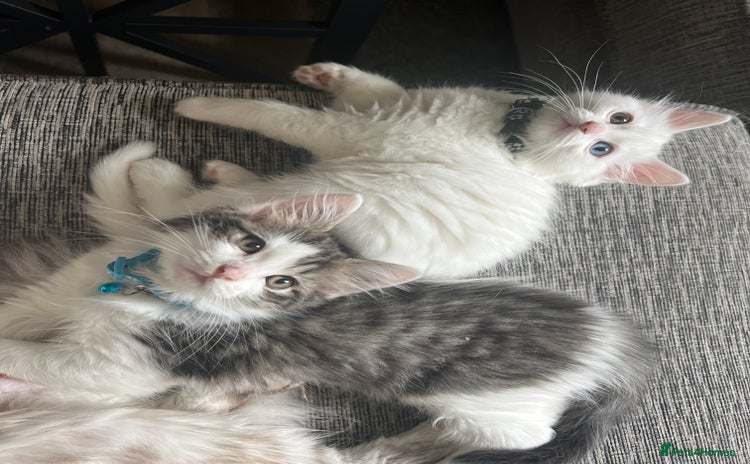 Turkish Angora cats - Advert 8