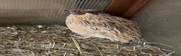 Mixed Breed birds for sale: Quails in Didcot - Advert 4