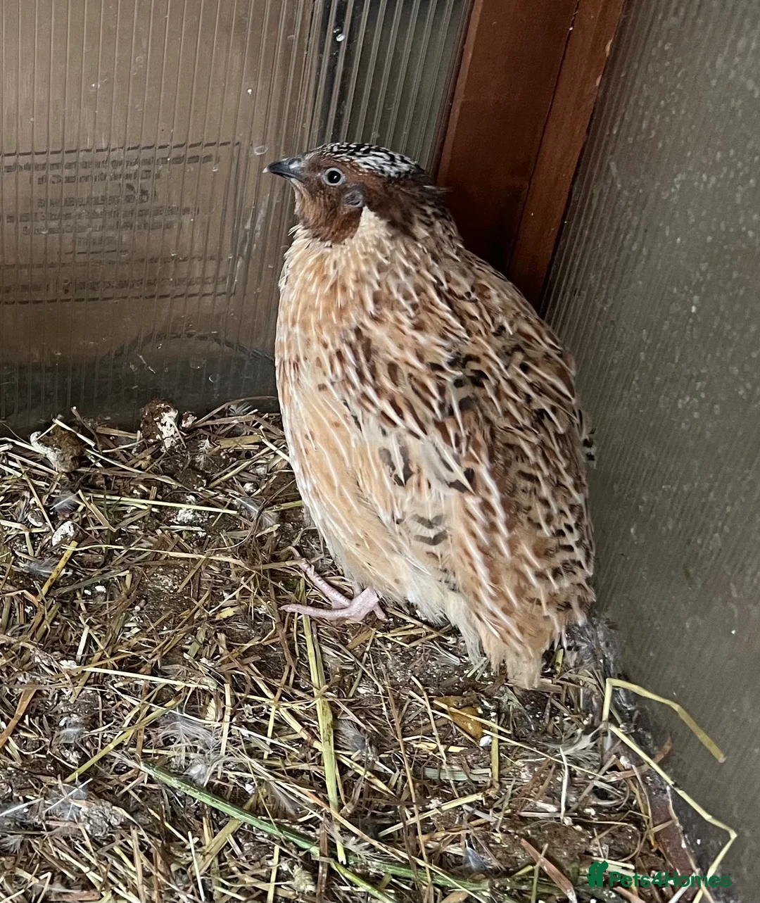 Mixed Breed birds for sale: Quails in Didcot - Advert 4