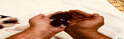 Mixed Breed cats for sale: Our Home to Yours – Snow’s Beautiful Second Litter - Advert 2