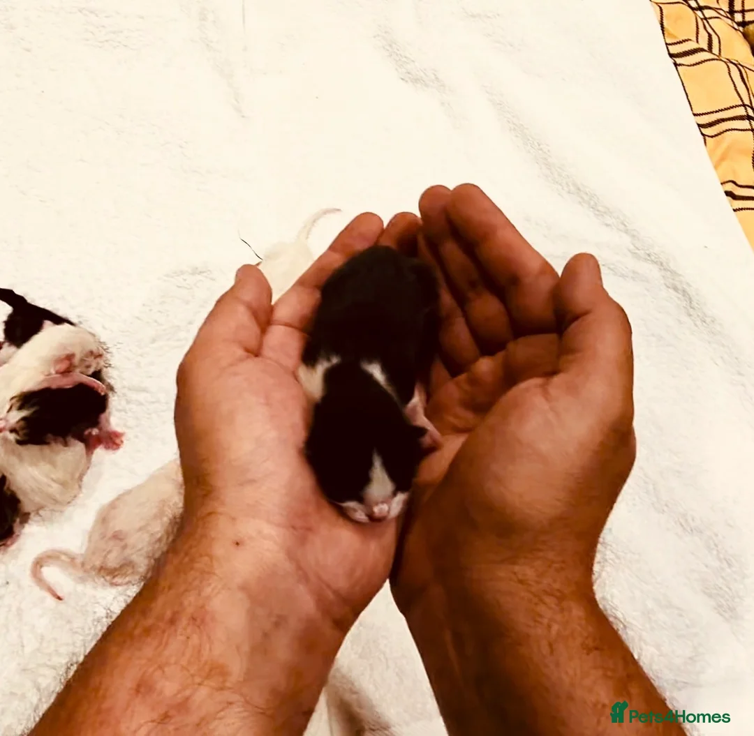 Mixed Breed cats for sale: Our Home to Yours – Snow’s Beautiful Second Litter - Advert 2