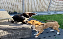 Mixed Breed dogs for sale: Mina  - Image 5