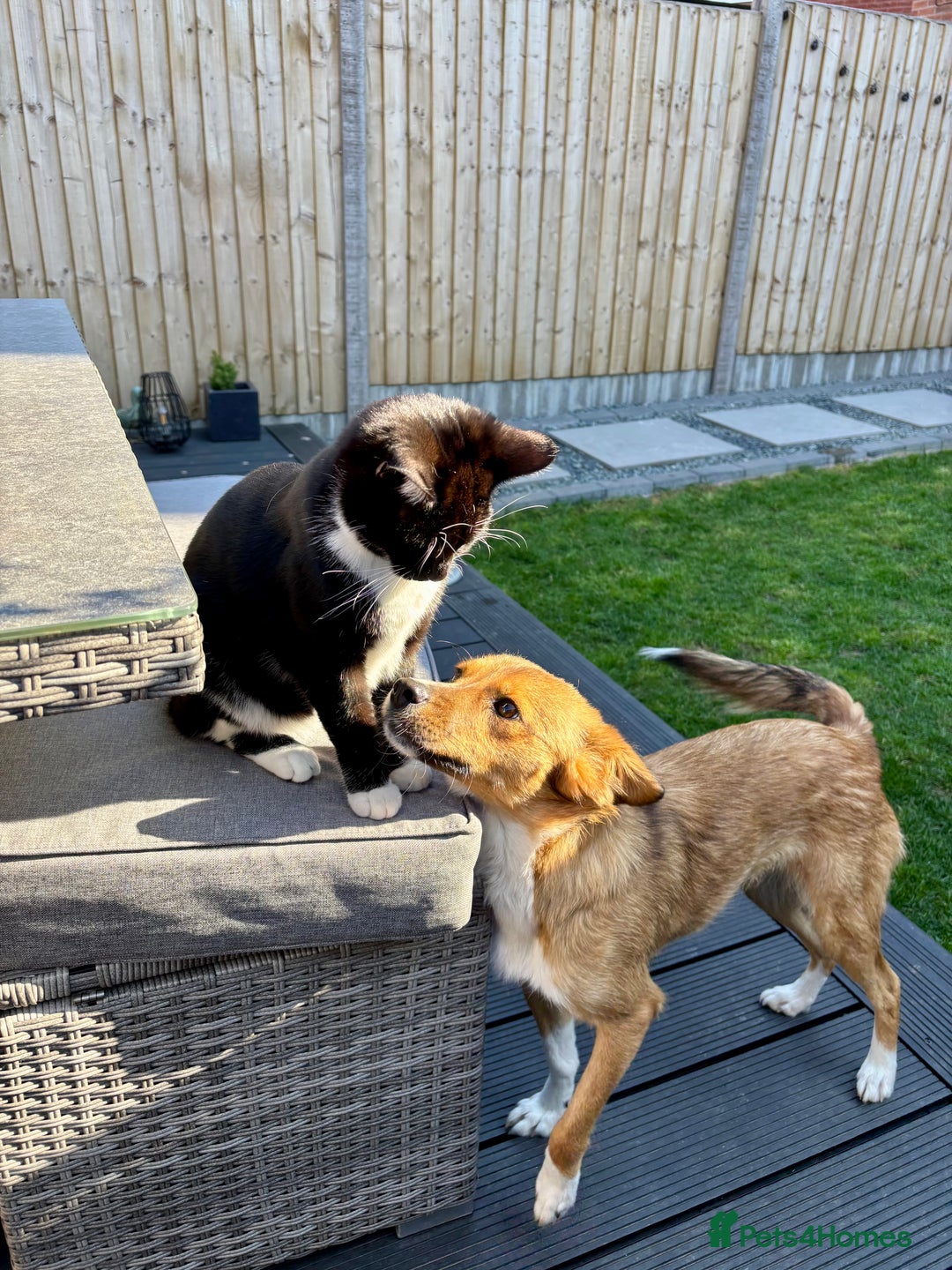 Mixed Breed dogs for sale: Mina  - Image 5