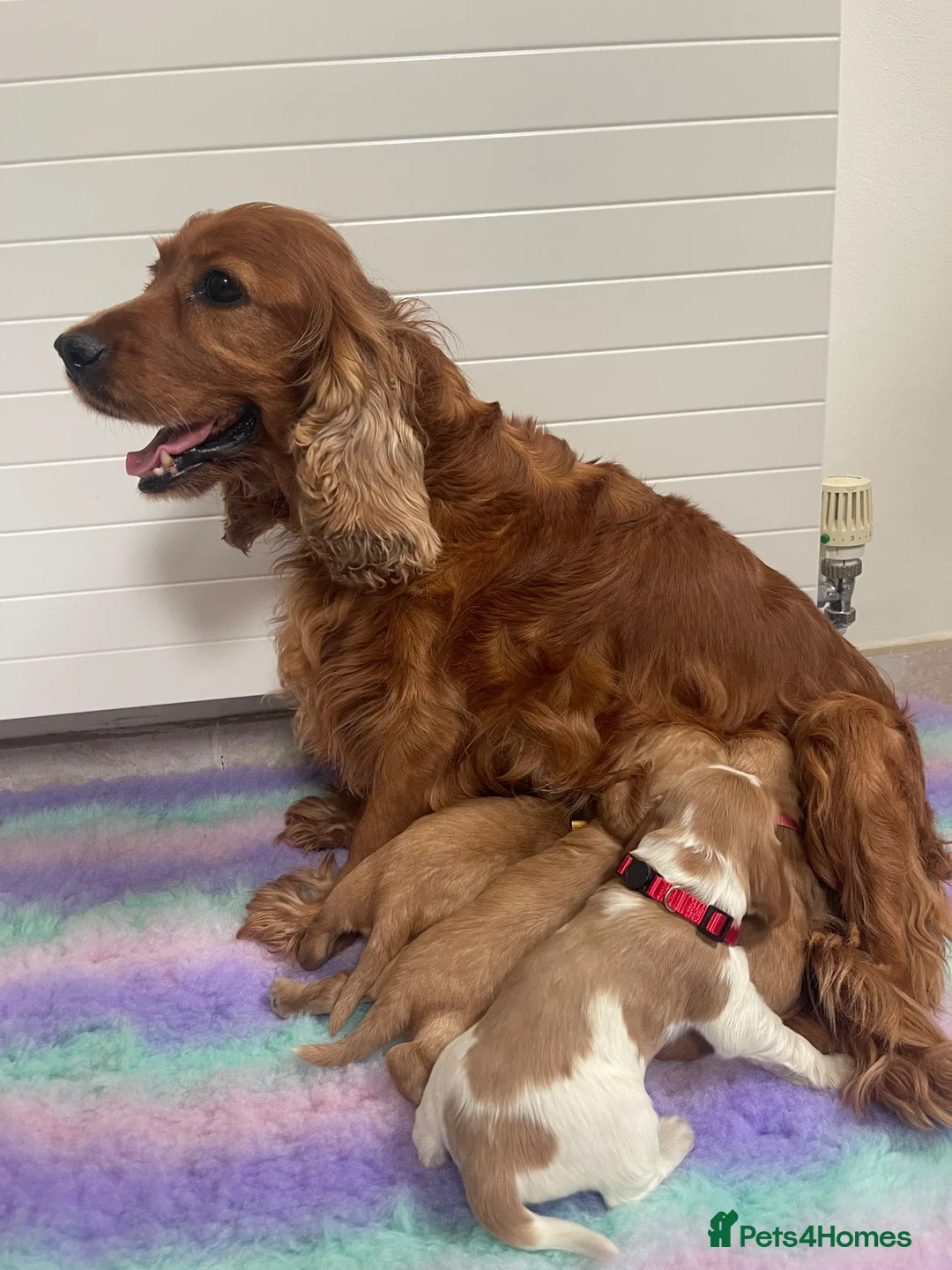 Cocker Spaniel dogs for sale: KC REG SHOW TYPE COCKER SPANIELS - Advert 2