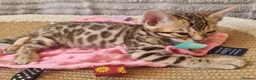 Bengal cats for sale: Stunning Litter of Bengal Kittens. Tica Registered - Advert 6