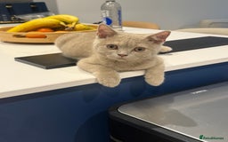 British Shorthair cats for sale: Beautiful British ShortHair Rare Fawn - Advert 1