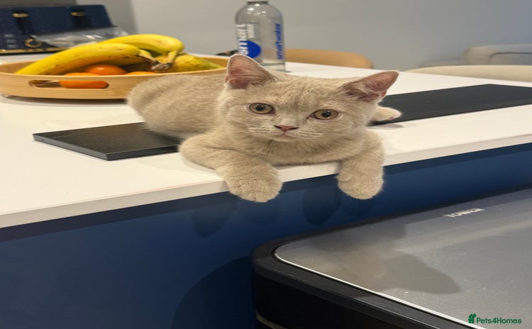 British Shorthair cats Beautiful British ShortHair Rare Fawn - Advert 4