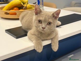 British Shorthair cats Beautiful British ShortHair Rare Fawn TICA REG. - Advert 18