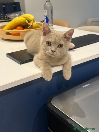 British Shorthair cats Beautiful British ShortHair Rare Fawn - Advert 3