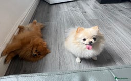 Pomeranian dogs for sale: Champion bloodline Pomeranian puppies  - Image 2