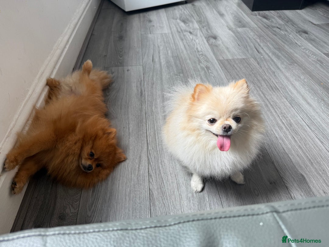 Pomeranian dogs for sale: Champion bloodline Pomeranian puppies  - Image 2