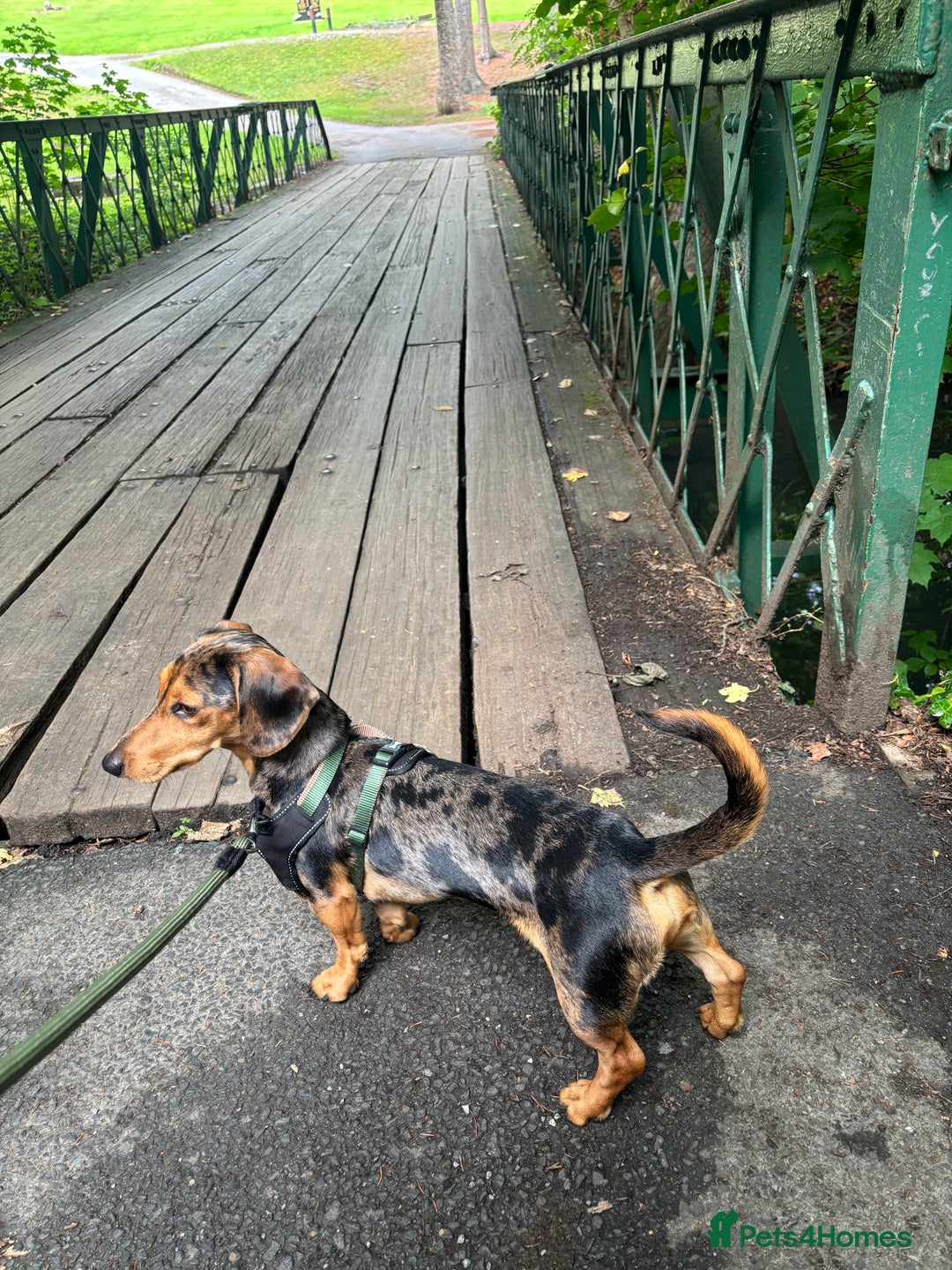 Miniature Dachshund dogs for stud: Our beautiful boy up for stud  - Image 3