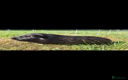 Guinea Pig rodents for sale: male guinea pig - Image 2