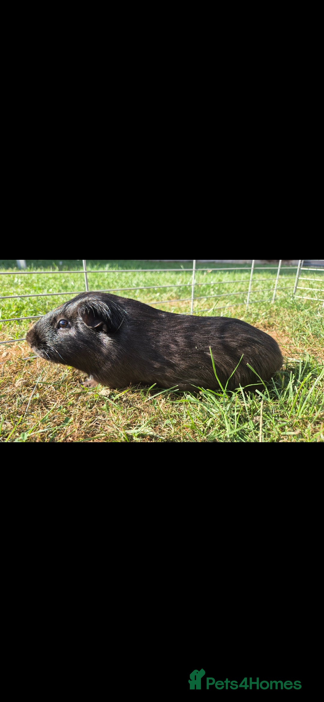 Guinea Pig rodents for sale: male guinea pig - Image 2