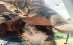 Mixed Breed cats for sale: 1 Gorgeous female Tabby available  in Lancing - Image 2