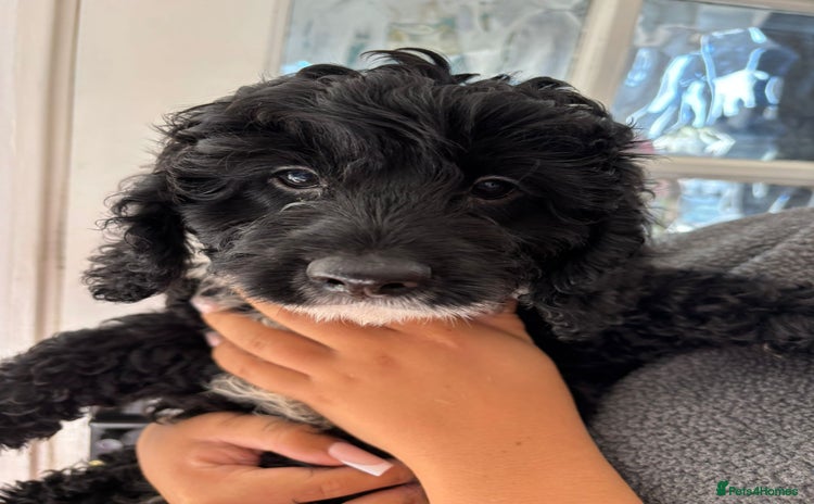 Cavapoo dogs - Advert 11