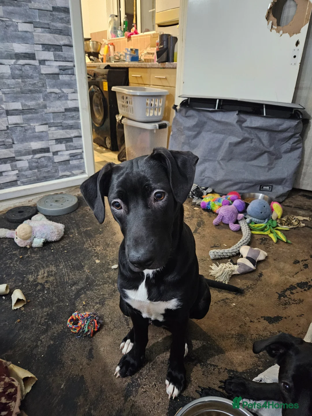 Mixed Breed dogs for sale: Sandy coco and pops - Advert 2