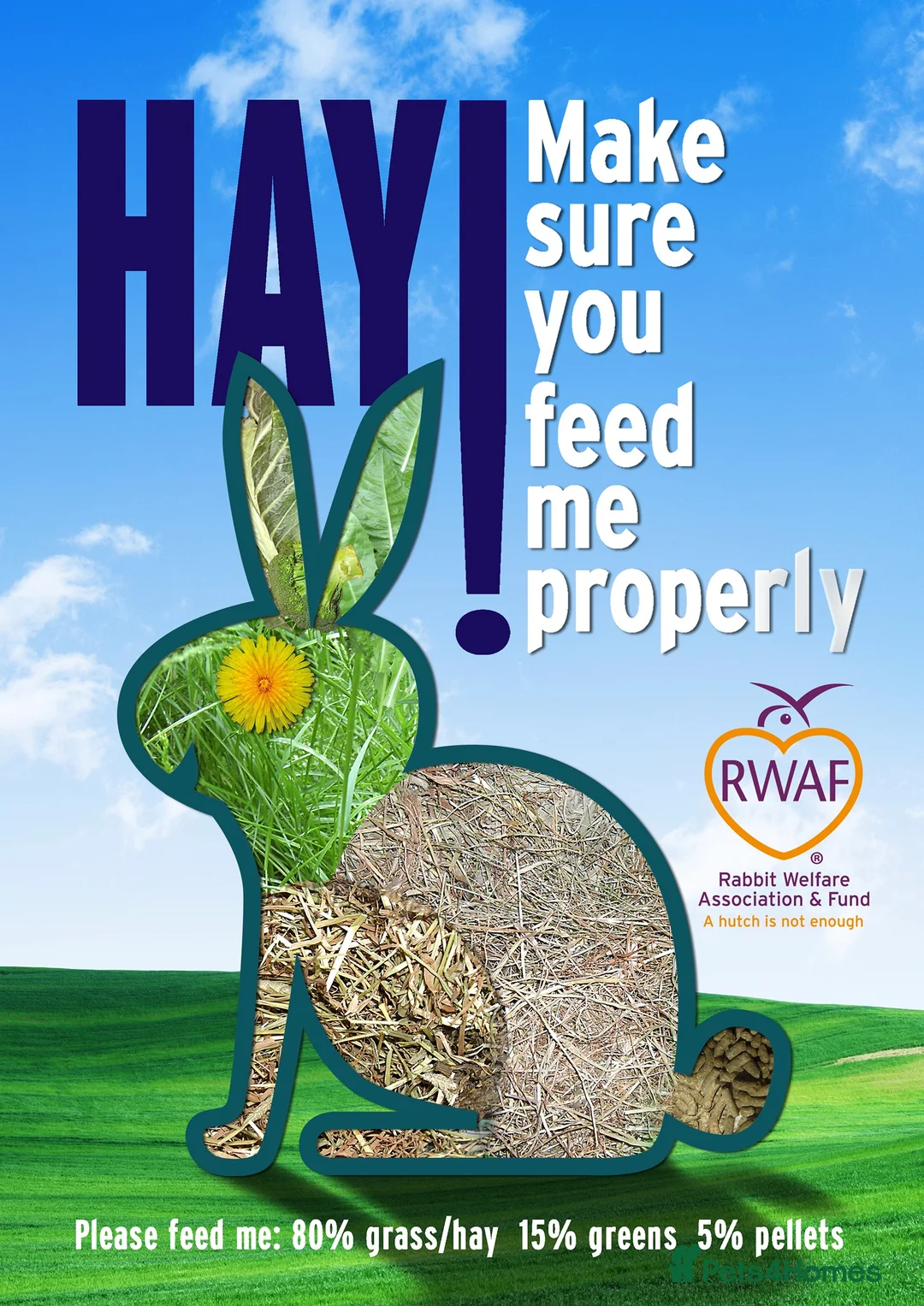 Continental Giant rabbits for sale: Super Stars Stud Service - Beautiful Proven Boys  - Advert 19