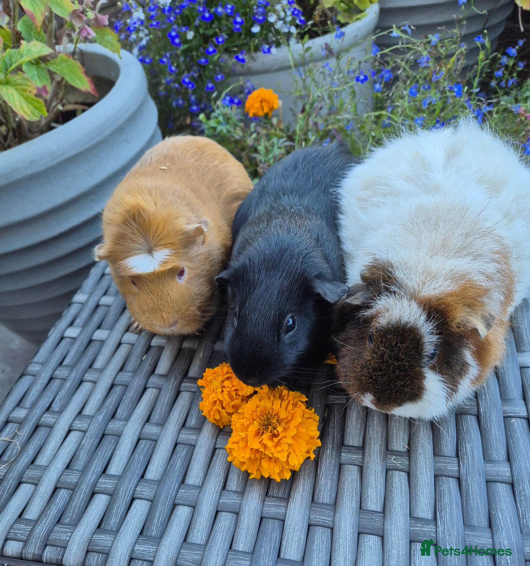 Guinea Pig rodents for sale: Beautiful Guinea Pig Sows - Advert 1