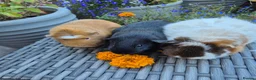 Guinea Pig rodents for sale: Beautiful Guine Pig Sows - Advert 3