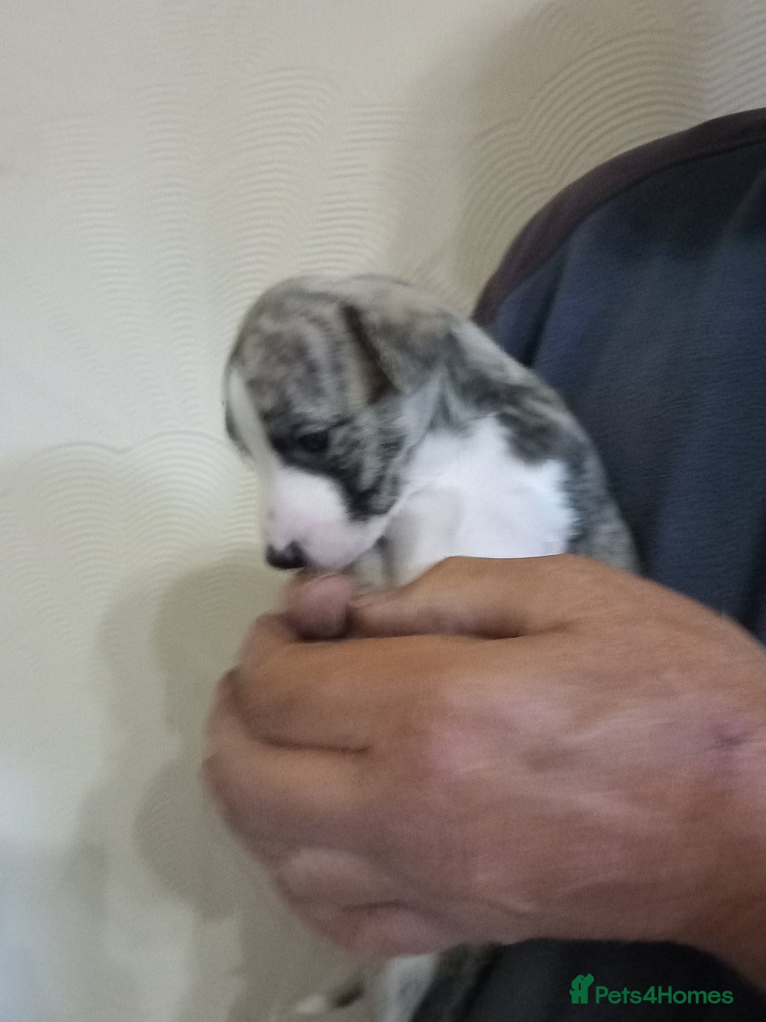 Whippet dogs for sale: Top Class Whippet Puppies bred from Champions - Image 21
