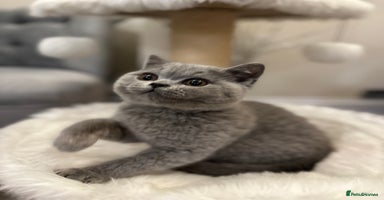 British Shorthair cats - Advert 12