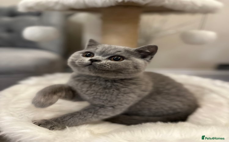 British Shorthair cats - Advert 8