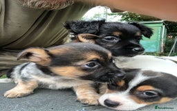 Jack Russell dogs for sale: Jack Russell puppies - Image 23