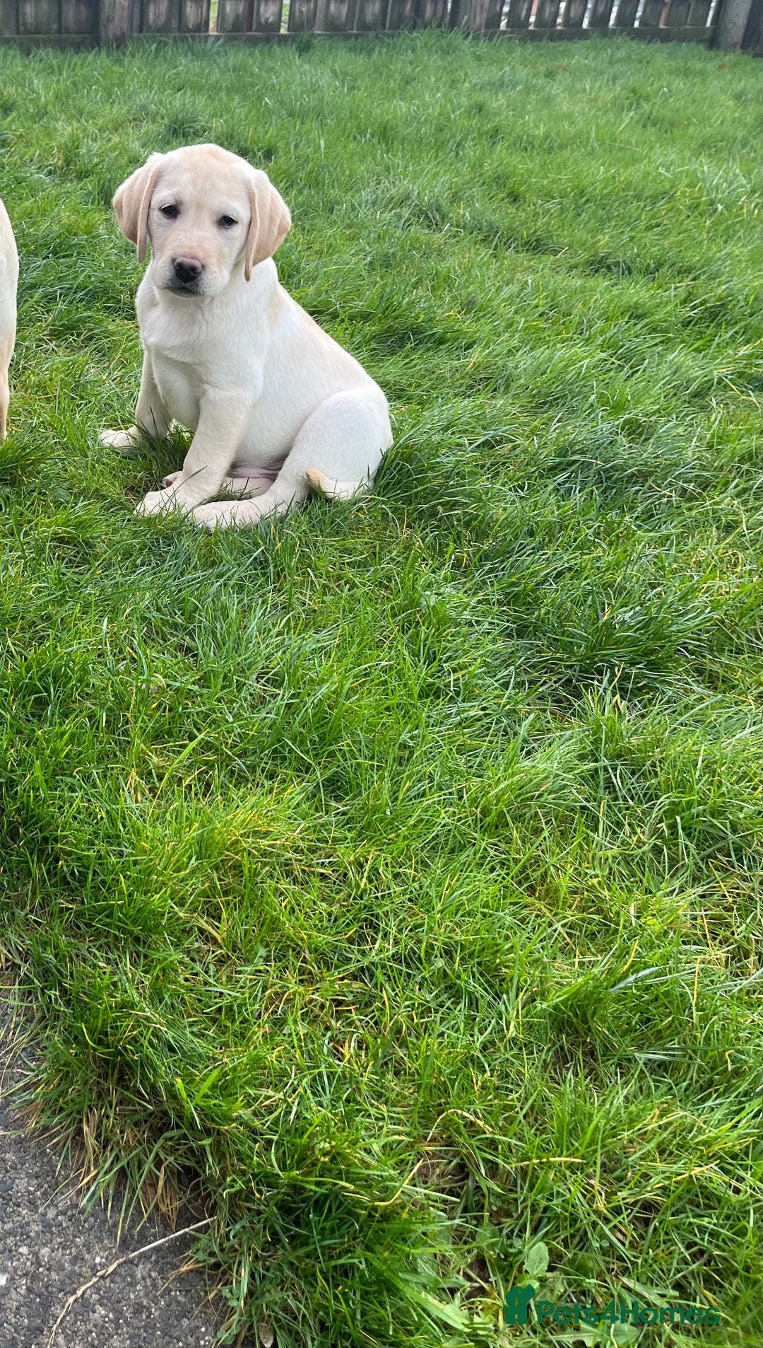 Labrador Retriever dogs for sale: Extensively health tested white chunky Labradors  - Advert 21