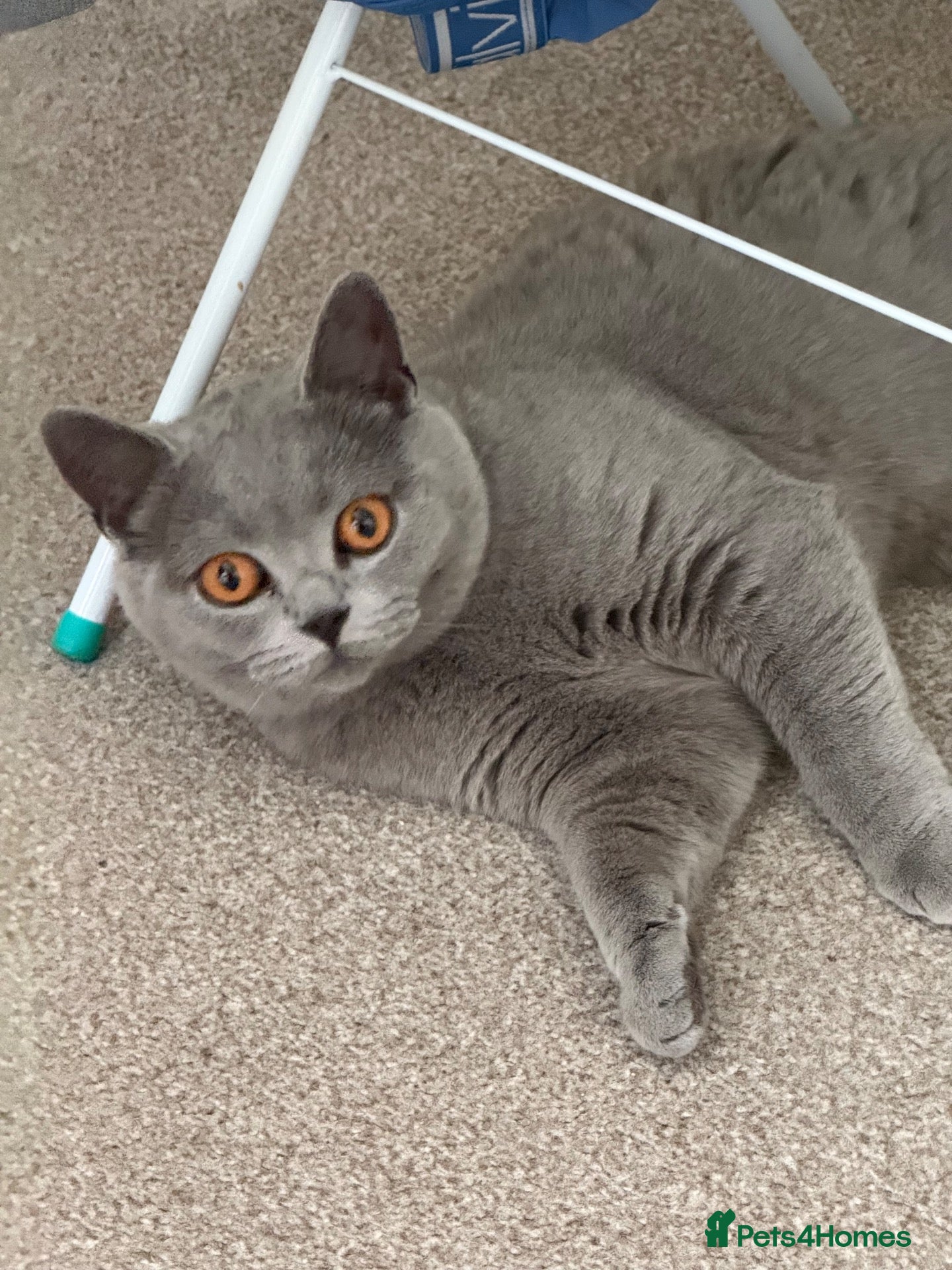 British Shorthair cats BRITISH SHORT HAIR (1 and a half yo) - Advert 5