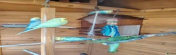 Budgerigars birds for sale: FREE TO KNOWLEDGE HOME 5 VARIOUS COLOURED BUDGIES in Scarborough - Advert 3