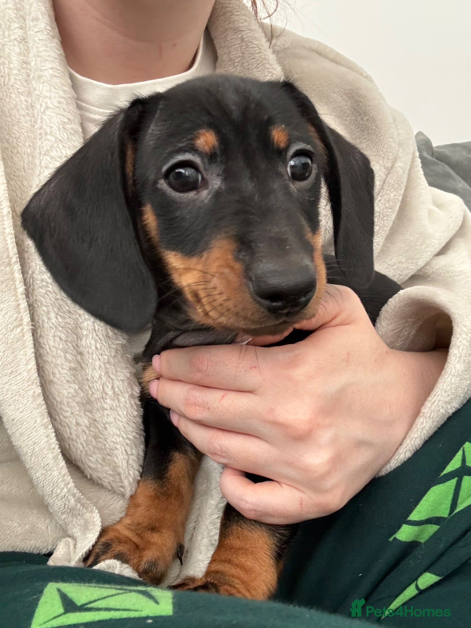 Dachshund dogs READY NOW Black and Tan male puppy available - Advert 6