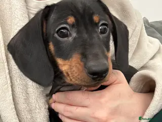 Dachshund dogs READY NOW Black and Tan male puppy available - Advert 6