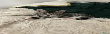 Kitten 1