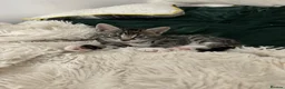 Mixed Breed cats for sale: 4 beautiful kittens  in Halesowen - Advert 10