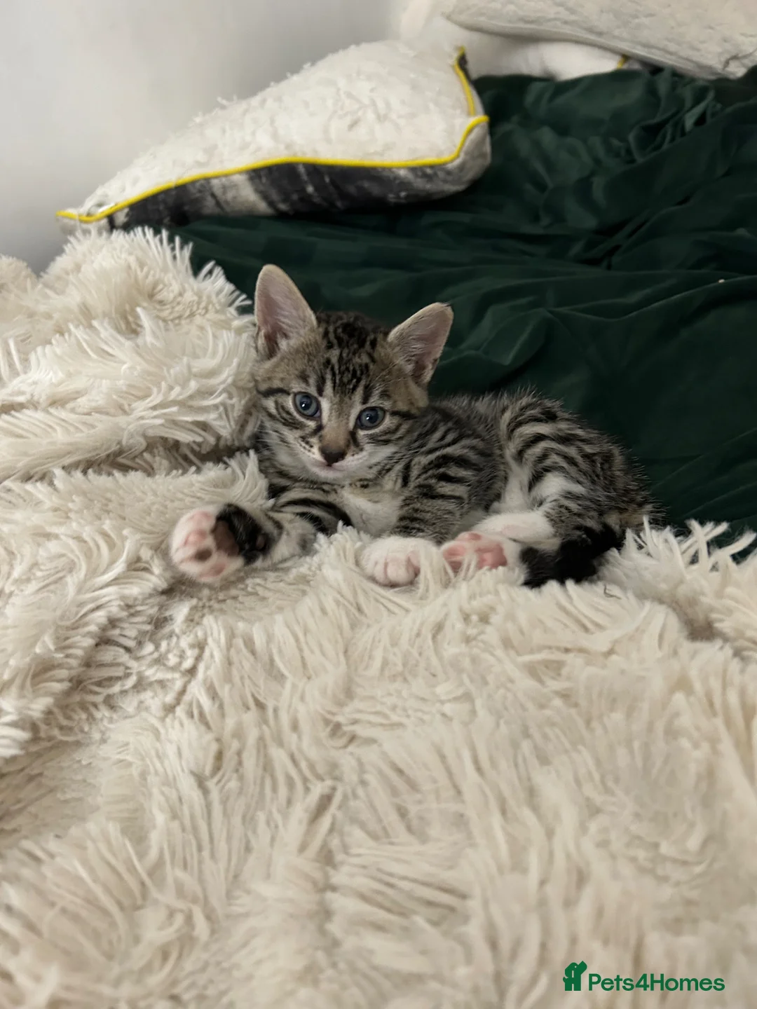 Mixed Breed cats for sale: 4 beautiful kittens  in Halesowen - Advert 10