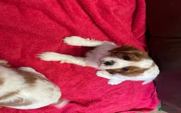 Cavalier King Charles Spaniel dogs for sale: Beautiful Cavalier King Charles KC Registered Pups - Image 5