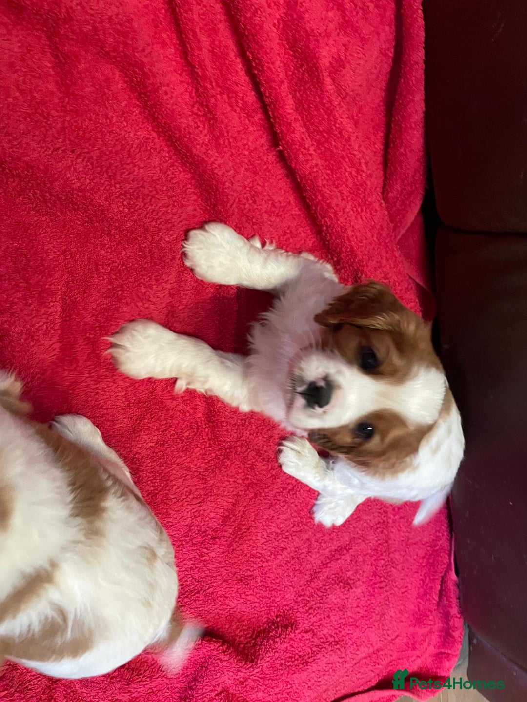 Cavalier King Charles Spaniel dogs for sale: Beautiful Cavalier King Charles KC Registered Pups - Image 5
