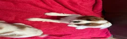 Cavalier King Charles Spaniel dogs for sale: Beautiful Cavalier King Charles KC Registered GIRL - Advert 5
